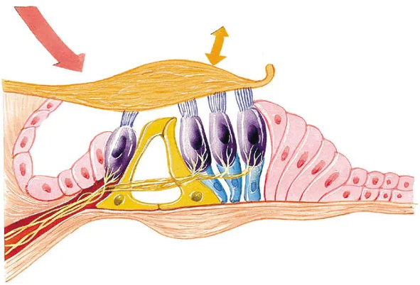 佩戴了助听器还是听不清楚 或是陷入“耳蜗死区”(图2）