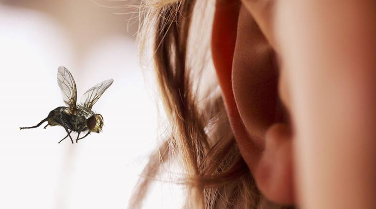 若有异物跑进耳朵该如何处理