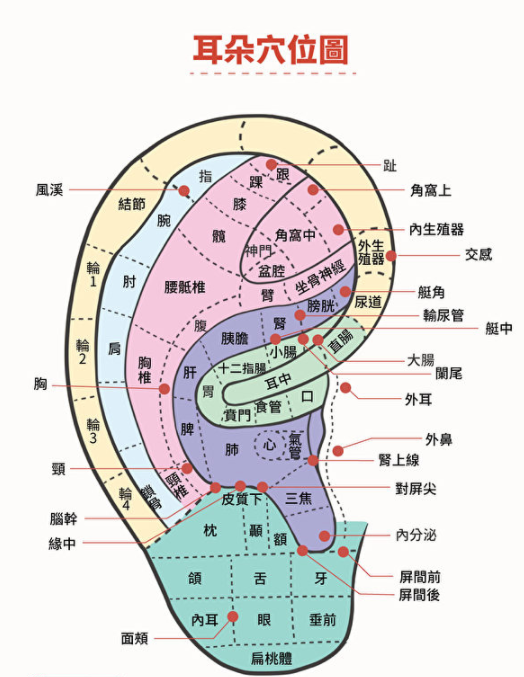 image耳朵是全身的缩影，上面布满穴道，对应着身体各个部位。