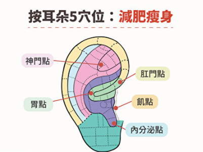 image按耳穴还可抑制食欲、活化新陈代谢，帮助减肥。