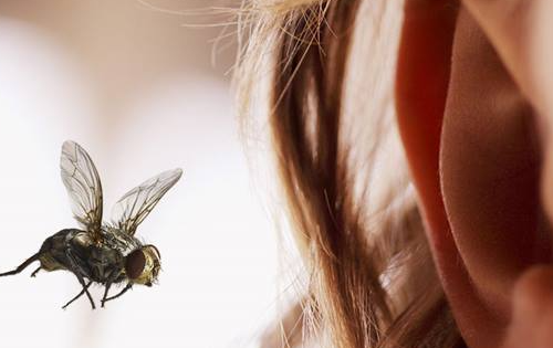 若有异物跑进耳朵该如何处理?