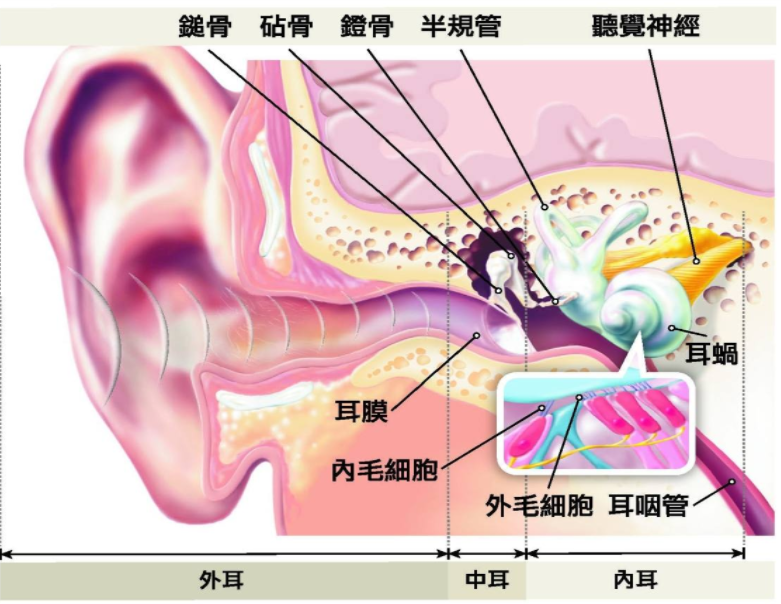 听力损失的高危险因子
